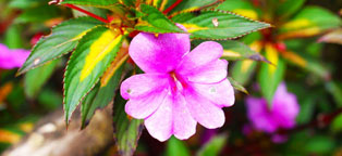 自动化文档的免费攻击网站